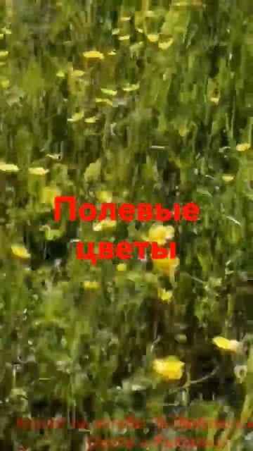 полевые цветы бабочки #shorts