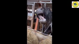 REVIEW PHIM THƯỢNG ĐẾ CŨNG PHẢI CƯỜI | THE GODS MUST BE CRAZY - BỤI REVIEW