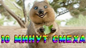 10 МИНУТ СМЕХА/СМЕШНЫЕ ЖИВОТНЫЕ 2025/СМЕШНЫЕ КОТЫ СОБАКИ/ЛУЧШИЕ ПРИКОЛЫ С КОТАМИ #4