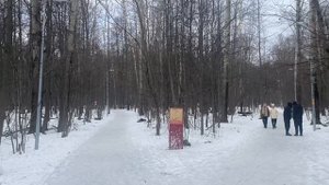 Дневная прогулка, горкинско-ометьевский лес | мышкин’s