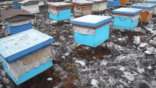 Вынесли пчёл из зимовника смотреть онлайн