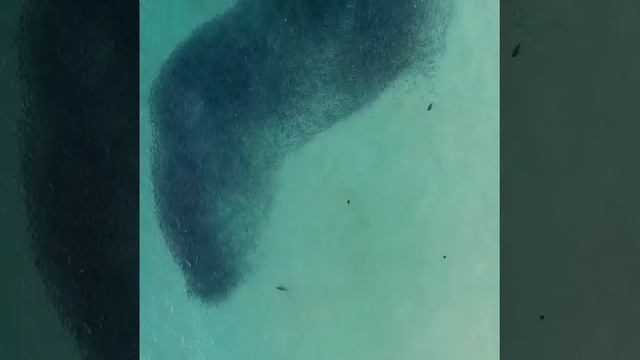 Серферы не заметили акул, которые проплывали под ними смотреть онлайн