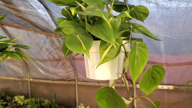 Shopping for Houseplants | Rosales Gardening - Long Beach, CA смотреть онлайн