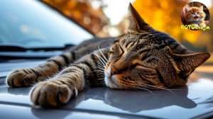 Кот уснул на капоте!