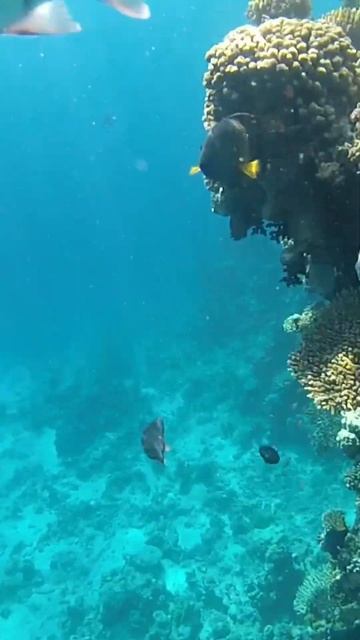 Time for diving. Бухта Sharks bay. Egypt. Red Sea. Египет. Отель Сиерра. Шарм эль Шейх #egypt