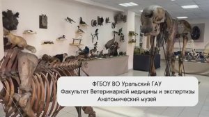 Анатомический музей