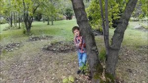 Игнат Коробков - Клён (музыка Людмилы Горцуевой, слова Валерия Тихонова)