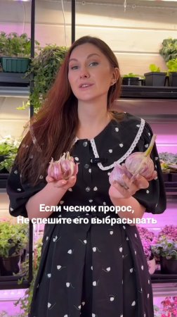 Если у вас массово прорастает  чеснок, не спешите его выбрасывать