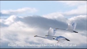 У дикого гуся могучии крылья христианское пение