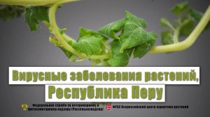 Вирусные заболевания растений, Республика Перу