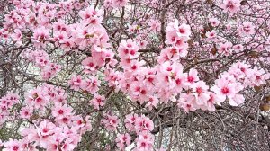 Где-то там...  Песня Алексея Смелина на мои стихи