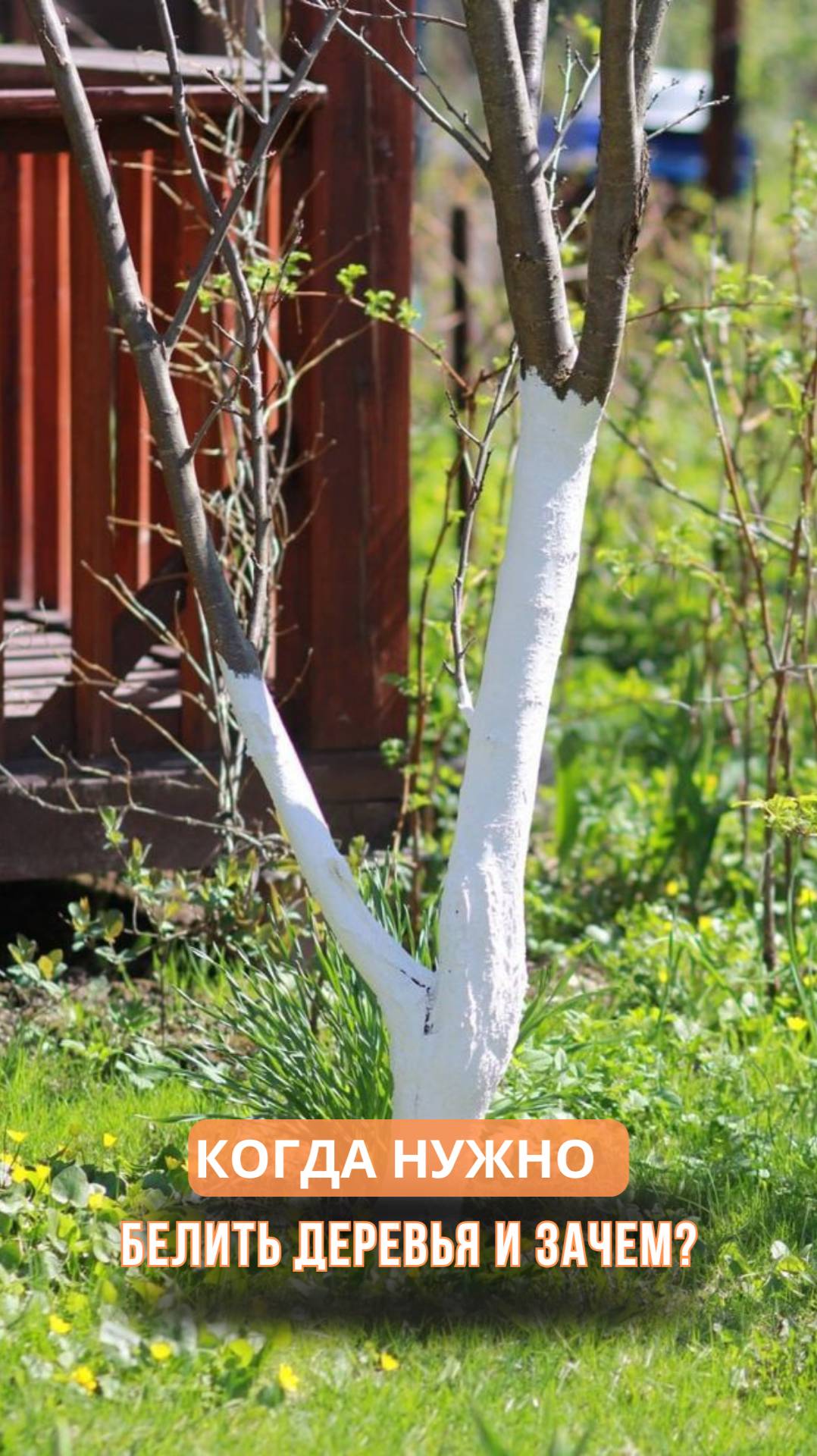 Когда нужно белить деревья и зачем? смотреть онлайн