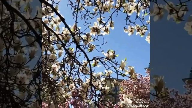magnolia tree in bloom spring. magnolie primavera milano ورد وزهور الربيع بلون البمبى смотреть онлайн