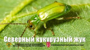 Северный кукурузный жук (Diabrotica barberi Smith & Lawrence)