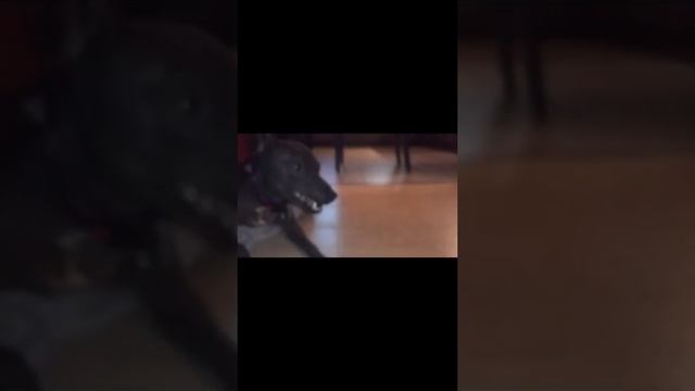 Новая рублика пранки над псом Ла Маншом смотреть онлайн