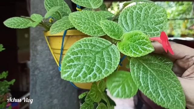 #Hanging#plant#achusvlog  Fast growing 6 hanging plants/പെട്ടന്ന് വളരുന്ന 6ഹാങ്ങിങ് പ്ലാൻറ്കൾ..