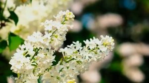 Bryulik - White lilac