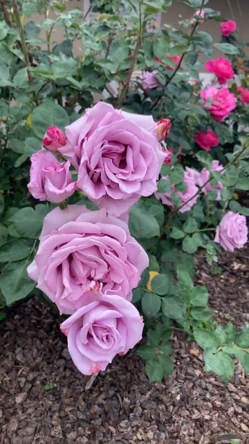 Blue Girl Rose Bred by Reimer Kordes Germany, 1964 смотреть онлайн