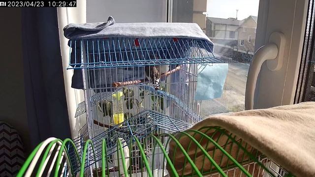 Зебровые амадины. Самец кормит птенца. Со звуком! 😁 смотреть онлайн