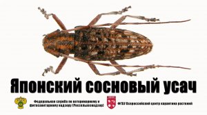 Японский сосновый усач