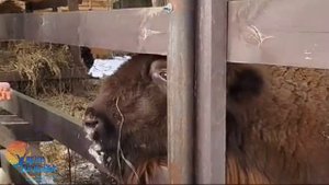 Экскурсия к зубрам в Козельские засеки