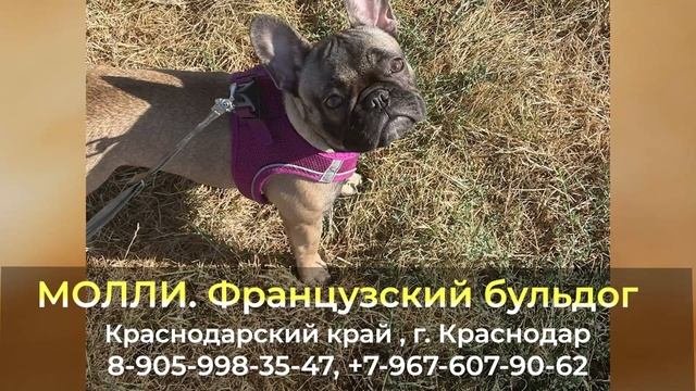 Пропала собака ! МОЛЛИ , Французский бульдог , Краснодарский край , г. Краснодар