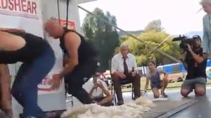 Турнир по стрижке овец.