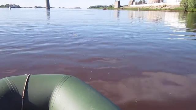 Солитёрная рыба /Лещ