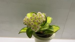 Она все таки расцвета! Вот так лиса! Хойя pachyclada Variegata