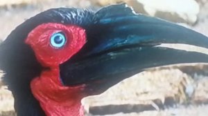 Улыбающиеся Зверята: Приключения в Египте | Полнометражный фильм для детей 6+