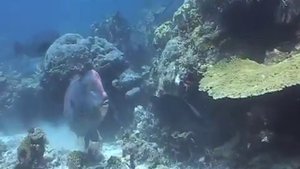 Raja Ampat Diving Part 1 (of 3)