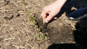 Омская область Кормиловский район всходы чечевицы 15 день. Сеялка ВС-Универсальная "Авангад".