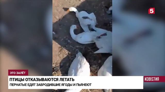 Дебоши, драки и оргии: Москву и область захватили пьяницы-снегири. https://youtu.be/utPqw5drWTk