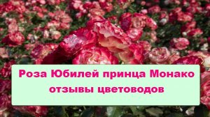 Роза Юбилей принца Монако отзывы цветоводов