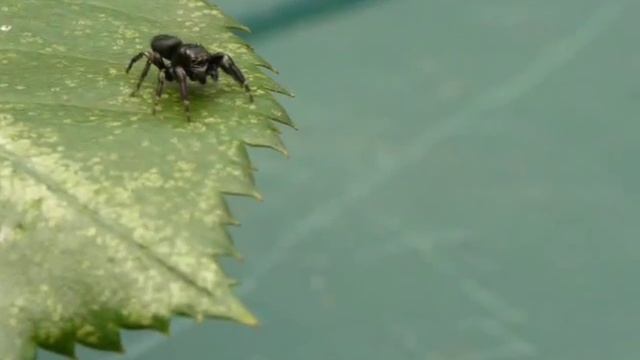 Skakun Jumping Spider Evarcha arcuata