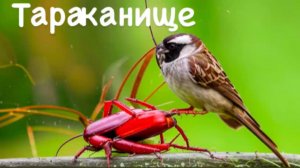 3+ Тараканище | Корней Чуковский