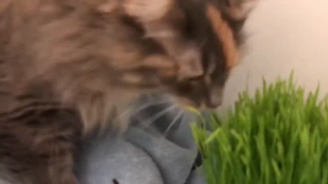 Katya Kitty Mail! смотреть онлайн