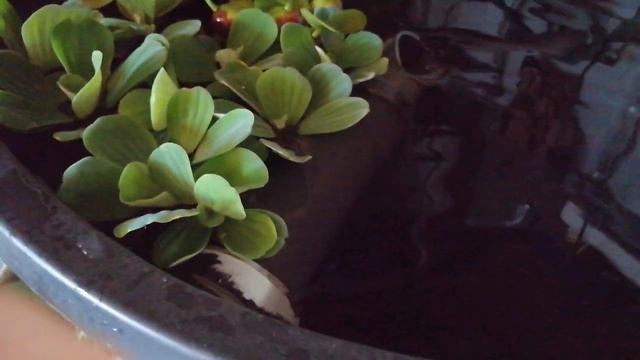 моё мини УЗВ. купил эйрхорнию смотреть онлайн