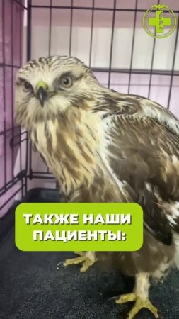 Магия вне Хогвартса