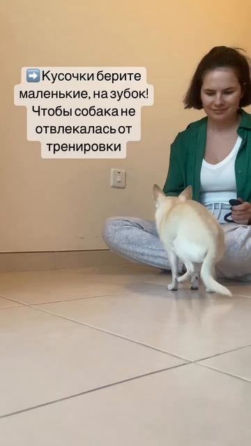 Кликер-дрессировка! Что это и зачем?