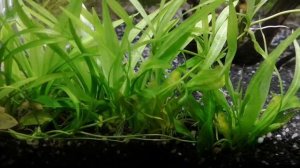 Echinodorus quadricostatus/magdalensis