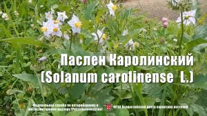 Паслен Каролинский (Solanum carolinense  L.)