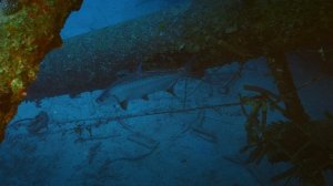 Корабельные рифы 1 серия «Обломки у рифа Бонэйра» (документальный сериал, 2016)