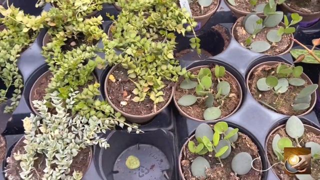 逛逛苗圃最近上的绿植～Vlog.36 Plant Shopping @Vandermeer Nursery & Garden Centre смотреть онлайн