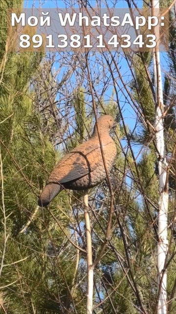 Продаю чучела тетеревов для охоты из полистирола высокой плотности!