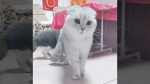 Фауна шоу-227