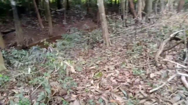 HABITAT TANAMAN HIAS YANG TERANCAM смотреть онлайн