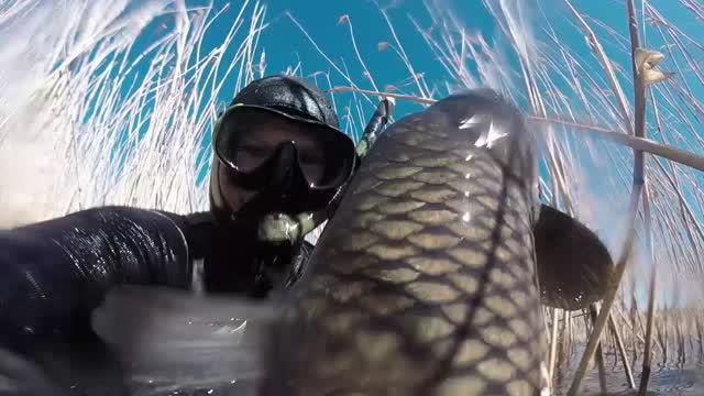 сазан 4.6 и 9 кг смотреть онлайн