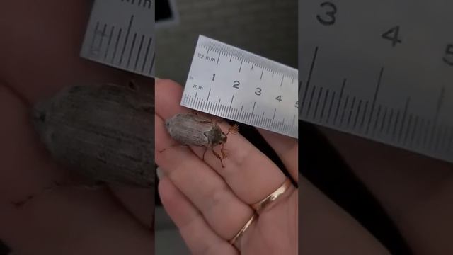 майский жук в гостях смотреть онлайн