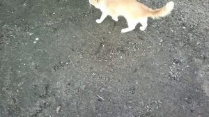 гуляю с котиком по дамбе 31.07.2018 год